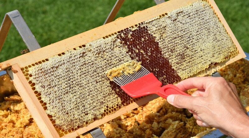 Miel y Propóleo: aliados naturales para potenciar la salud y el bienestar