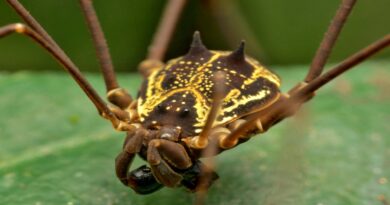 Opiliones: valiosos bioindicadores para la conservación de ecosistemas