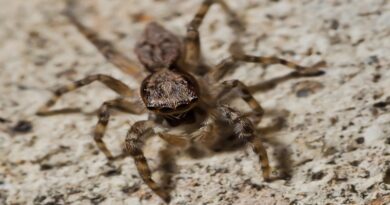 Arañas introducidas en Venezuela: confirmando la presencia de una especie africana en el país