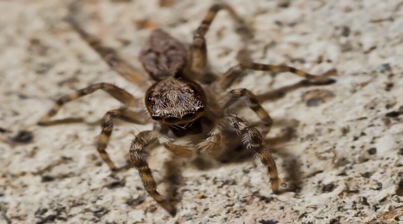 Arañas introducidas en Venezuela: confirmando la presencia de una especie africana en el país