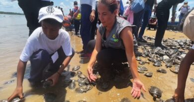 Más de 22 mil tortuguillos fueron liberados en el Orinoco