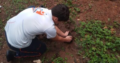 Este 31 de mayo será la Mega Jornada de Reforestación Casupo 2026 