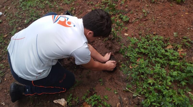 Este 31 de mayo será la Mega Jornada de Reforestación Casupo 2026 