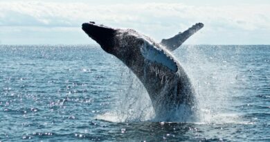 Día Mundial de las Ballenas y los Delfines: ONG piden reforzar la protección de los mamíferos marinos