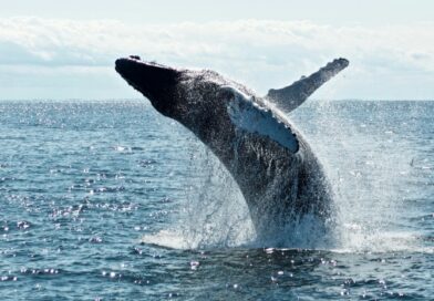 Día Mundial de las Ballenas y los Delfines: ONG piden reforzar la protección de los mamíferos marinos