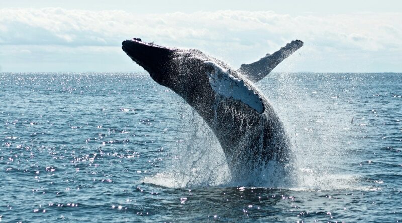 Día Mundial de las Ballenas y los Delfines: ONG piden reforzar la protección de los mamíferos marinos